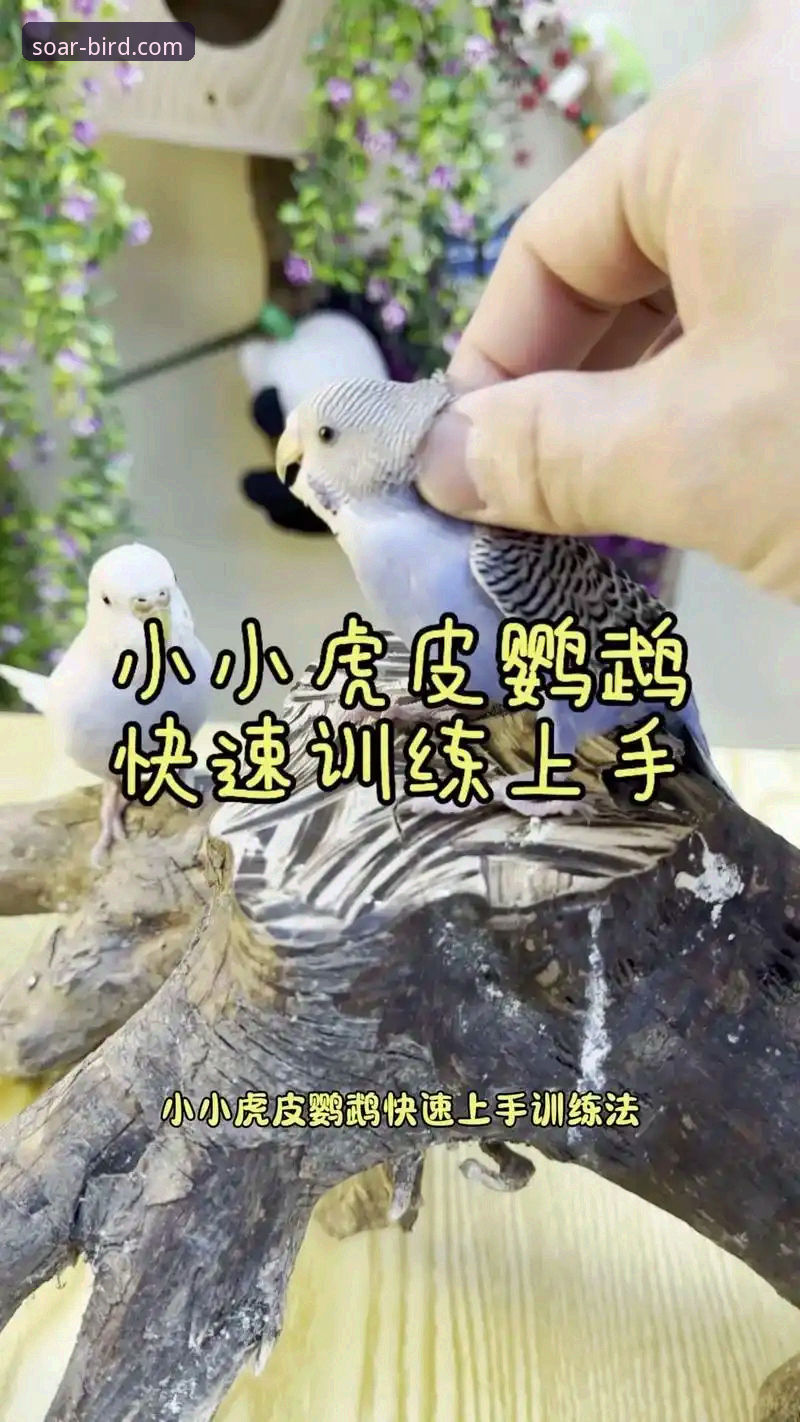资深用户分享小鸟BIRD使用心得：从入门到精通的全流程实战经验