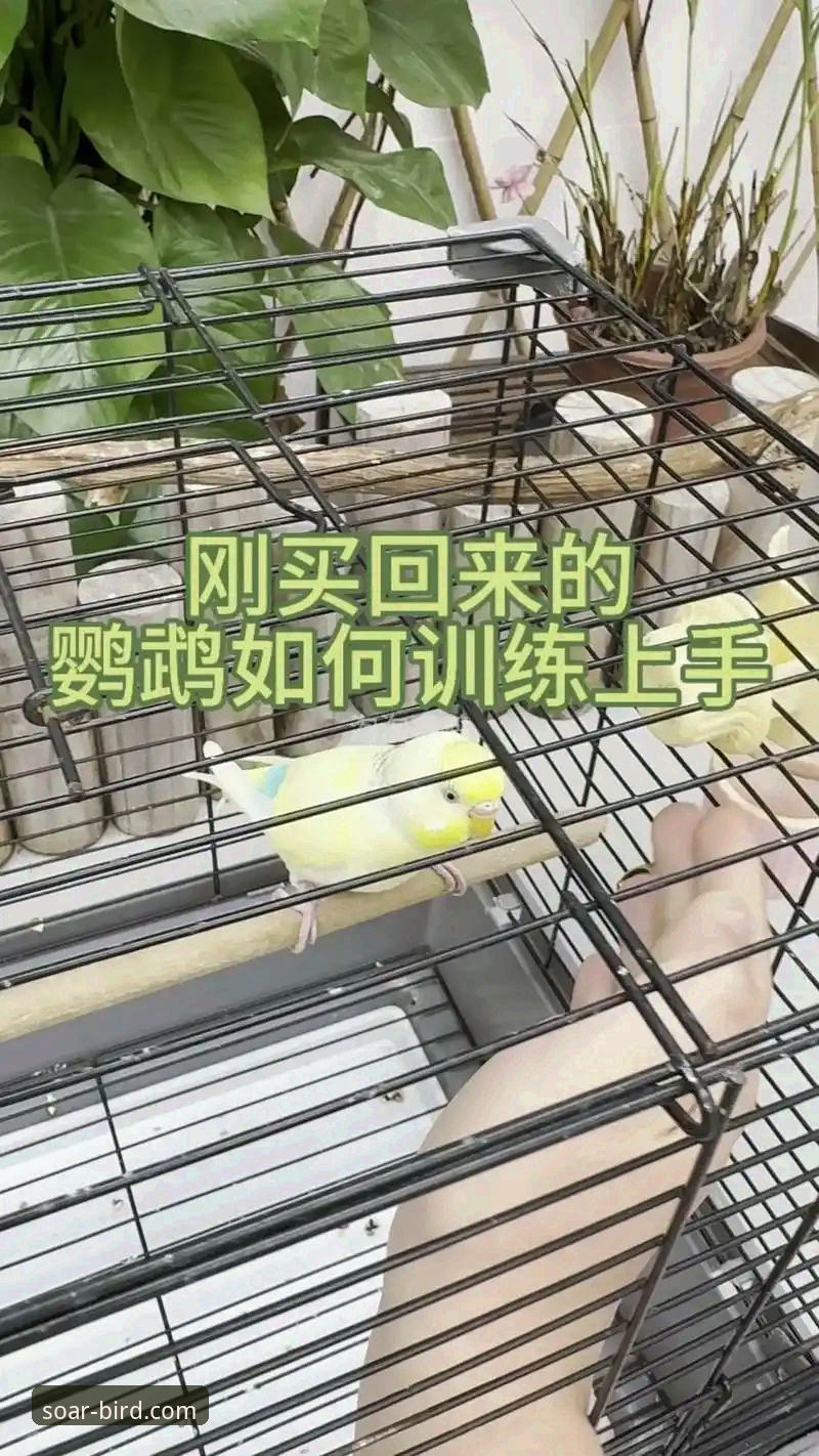 资深用户分享小鸟BIRD使用心得：从入门到精通的全流程实战经验