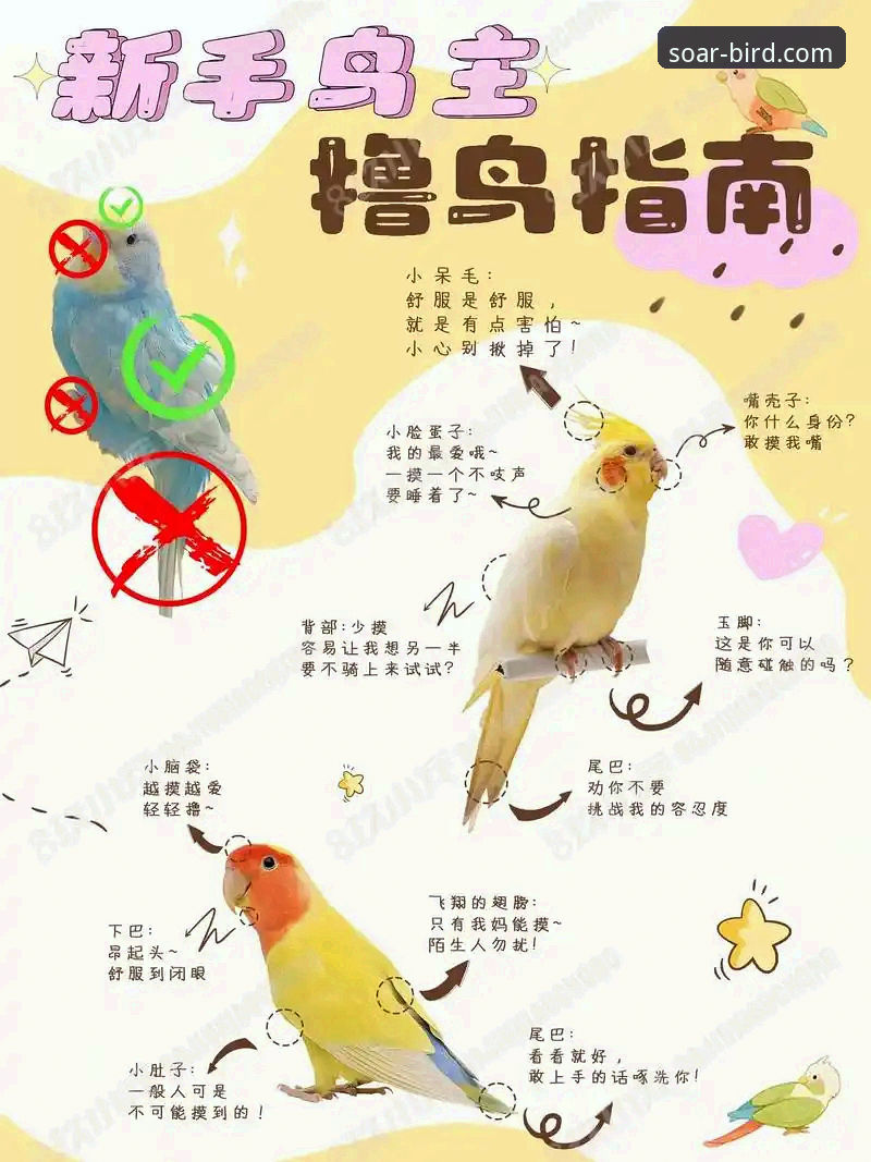 小鸟BIRD安卓版 资深用户分享:小鸟BIRD安卓版使用心得,从新手到高手的飞行指南