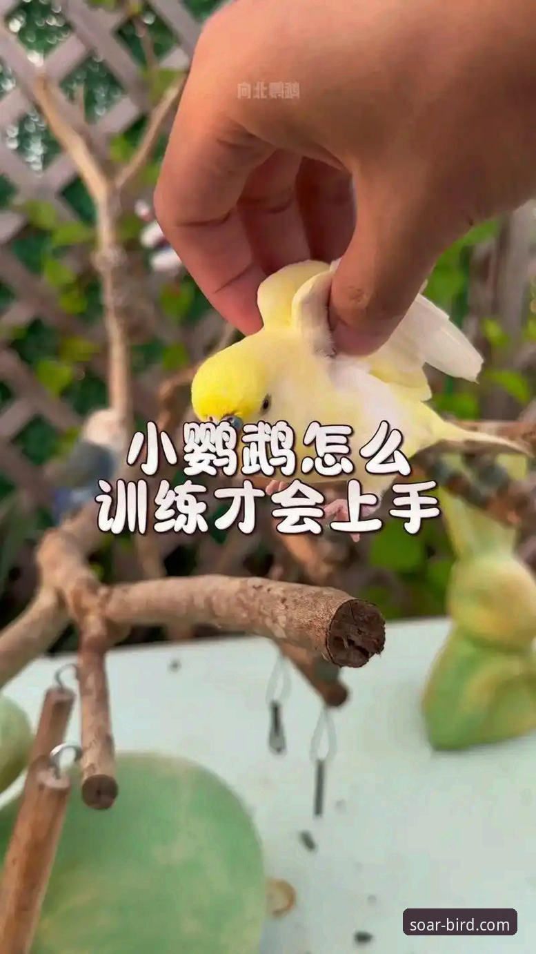 5个关键步骤:从零掌握小鸟BIRD A3K8使用教程,开启飞行新视界
