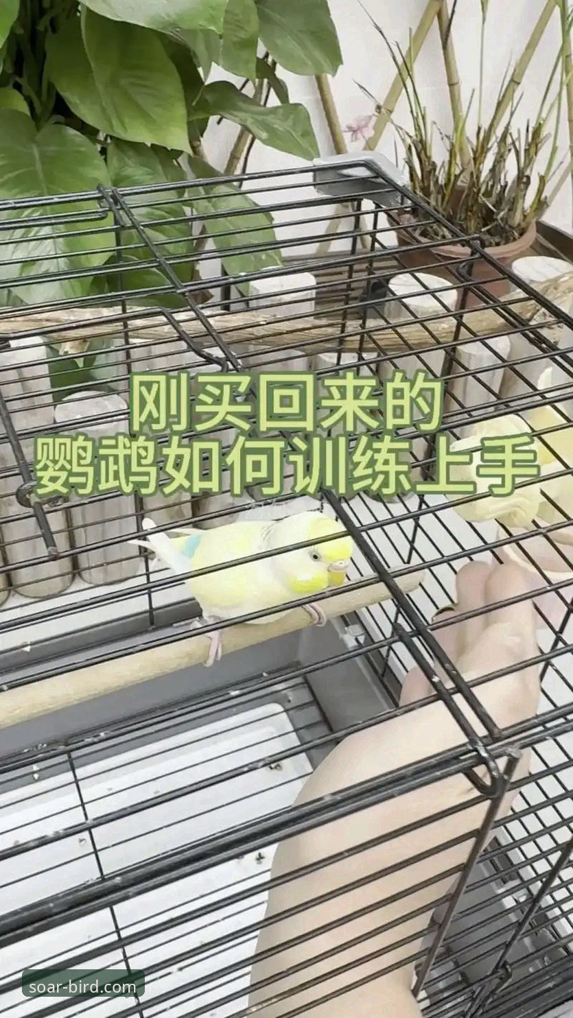 从入门到精通：掌握小鸟BIRD平台的3个关键步骤与5大实用技巧