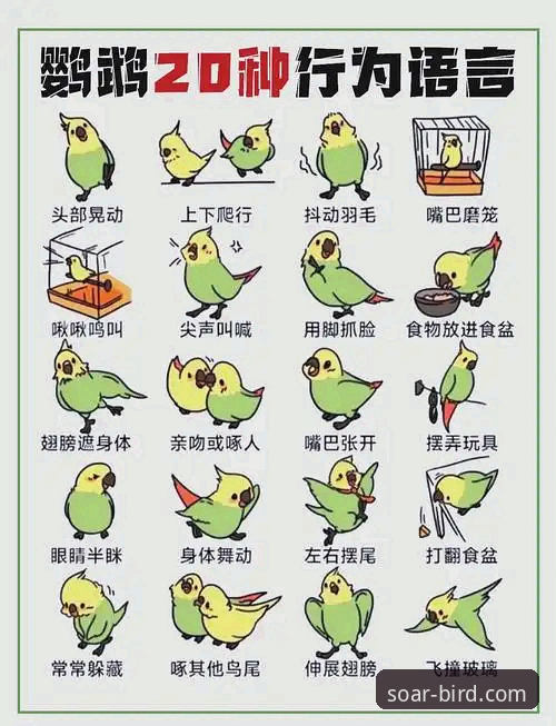 2026小鸟BIRD功能特色全解析：畅享飞行新体验